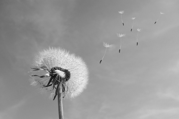 Eine Pusteblume in Schwarz-Wei&szlig;. Einzelne Schirmchen fliegen davon. Die Szene wirkt traurig und verletzlich.