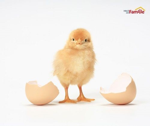 Ein niedliches K&uuml;ken steht zwischen einer zerbrochenen Eierschale. 