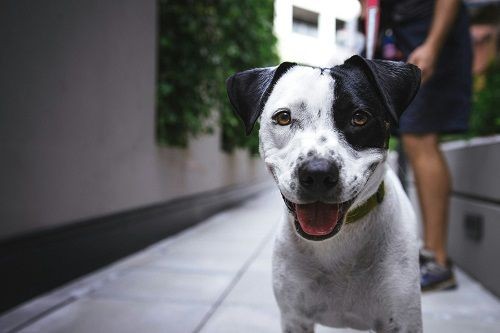 ein schwarz-wei&szlig;er Hund steht vor einem Mann. Sie stehen auf einem gepflasterten Weg zwischen mehreren Geb&auml;udew&auml;nden