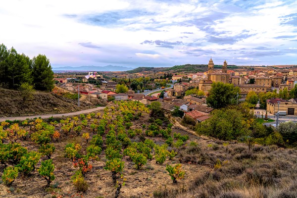 Weinanbaugebiet in Spanien. Im Hintergrund eine Stadt.