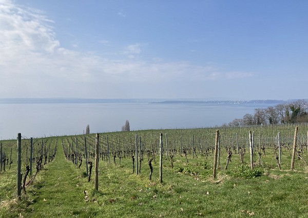 Weinberge am Bodensee
