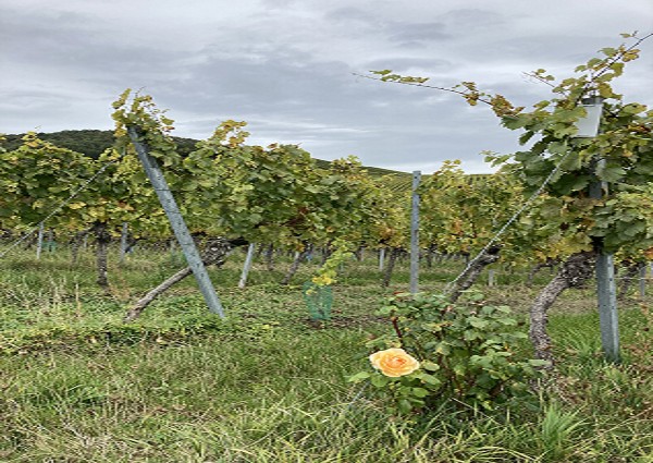 Weinberge